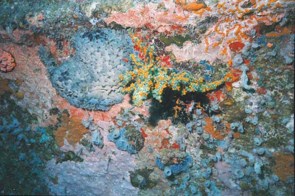 Coral on Side of Veronica L