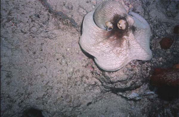 Octopus Turned White