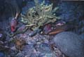 Coral and Fish