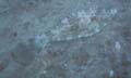 Scrawled FileFish