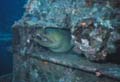 Green Moray on Veronica L