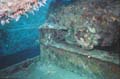 Green Moray on Veronica L