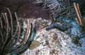 Sea Cucumber