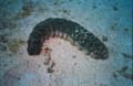 Sea Cucumber