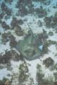 Southern Stringray