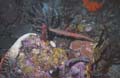 Trumpetfish
