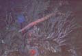 Trumpetfish