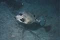 Trunkfish