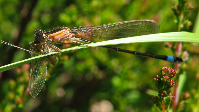 Blue-tailed Damselfly with Lunch
