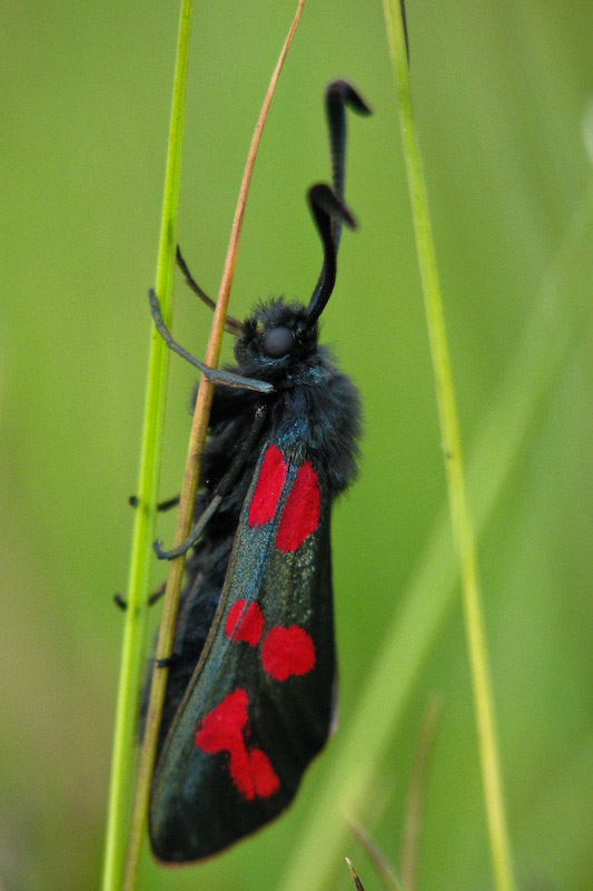 Five-spot Burnet Moth