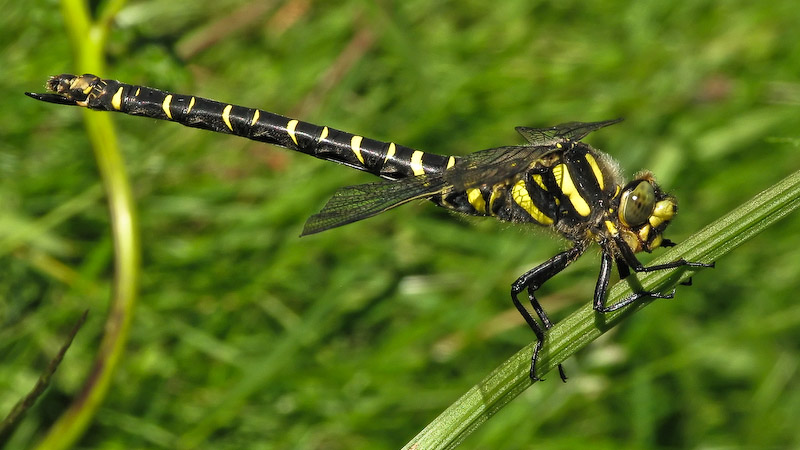 Golden-ringed Dragonfly