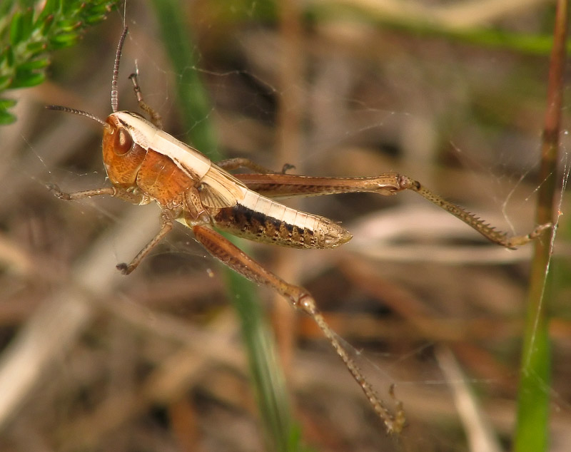 Grasshopper in Spider's Web