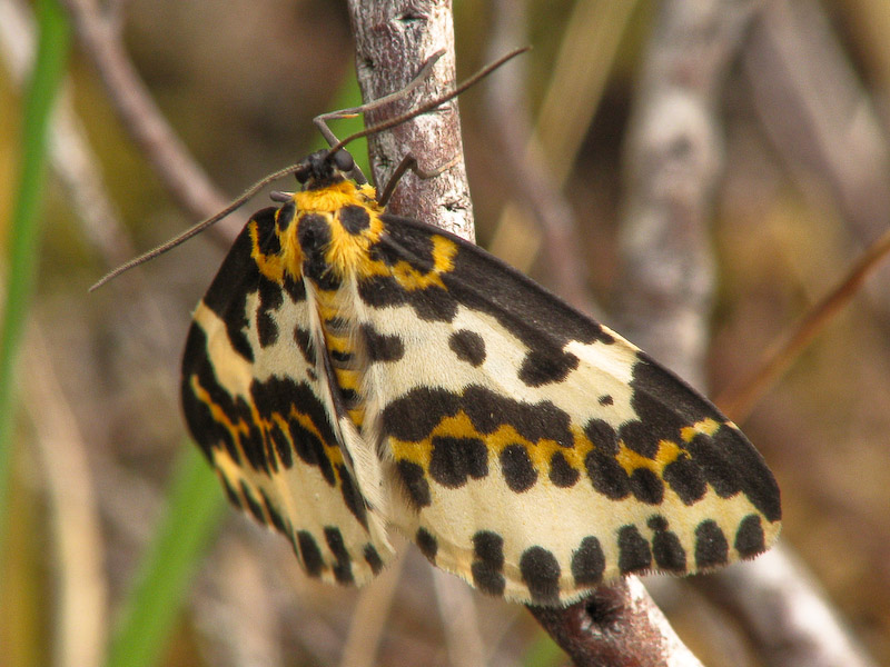 Magpie Moth