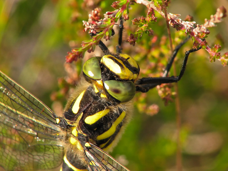 Golden-ringed Dragonfly