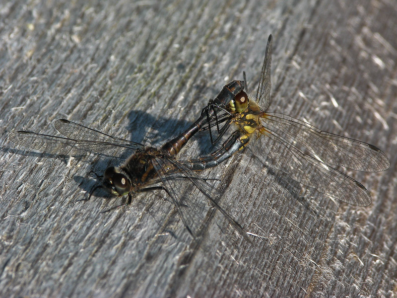Highland Darters
