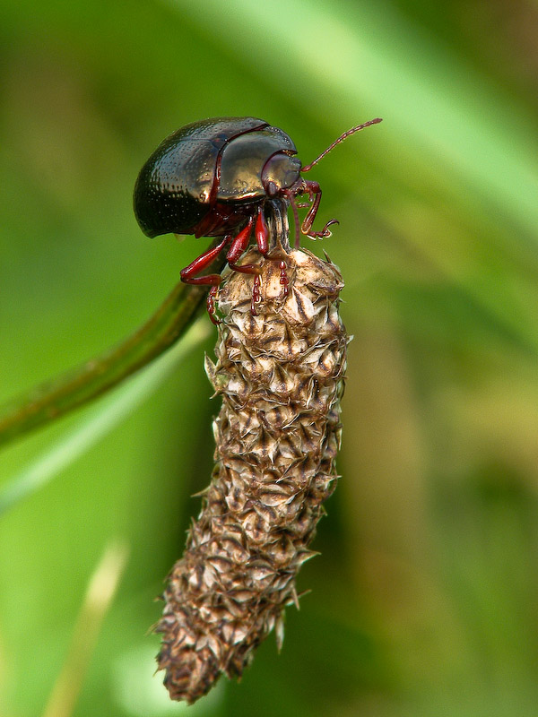 Leaf Beetle