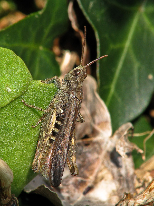 Field Grasshopper
