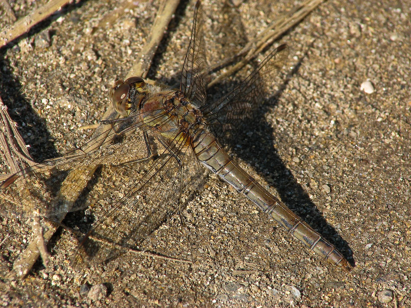 Female Ruddy Darter
