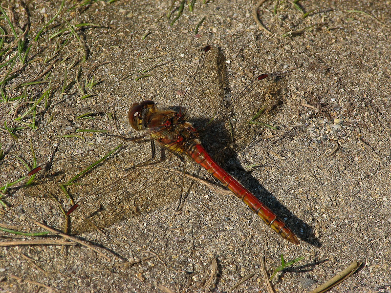 Male Ruddy Darter