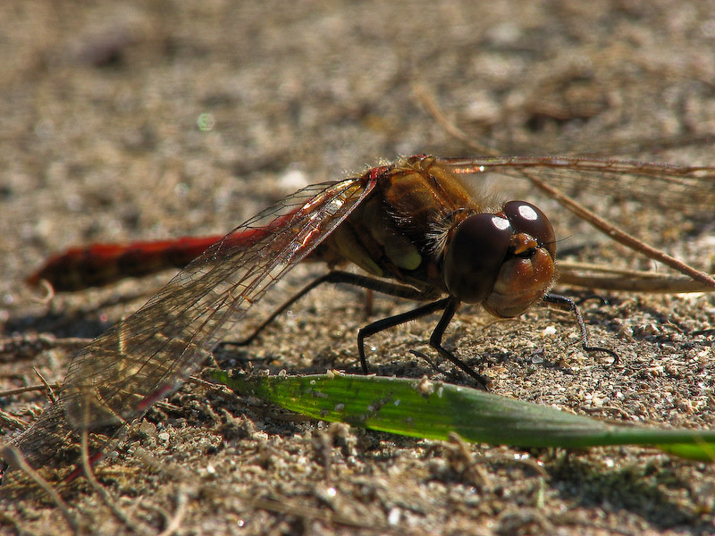 Male Ruddy Darter