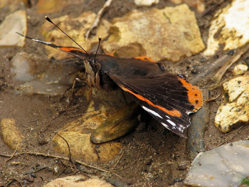 Red Admiral Butterfly