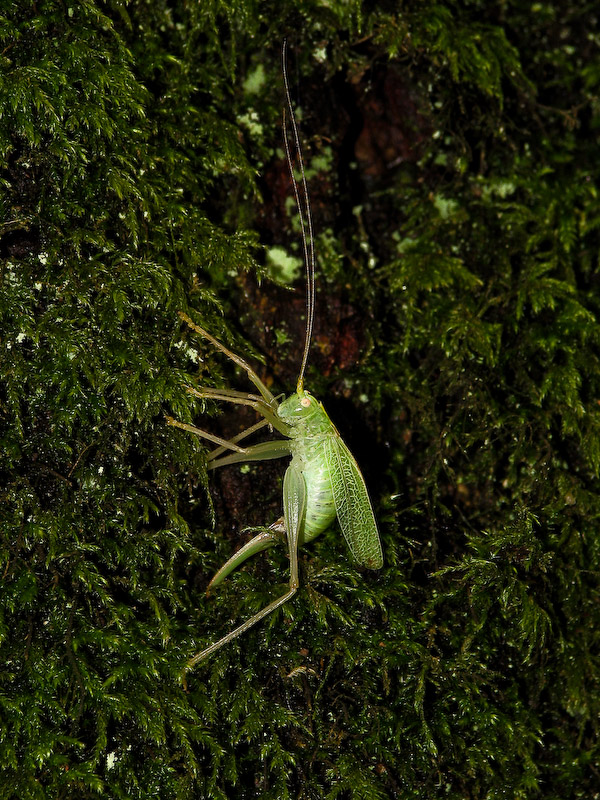 Great Green Bush-Cricket