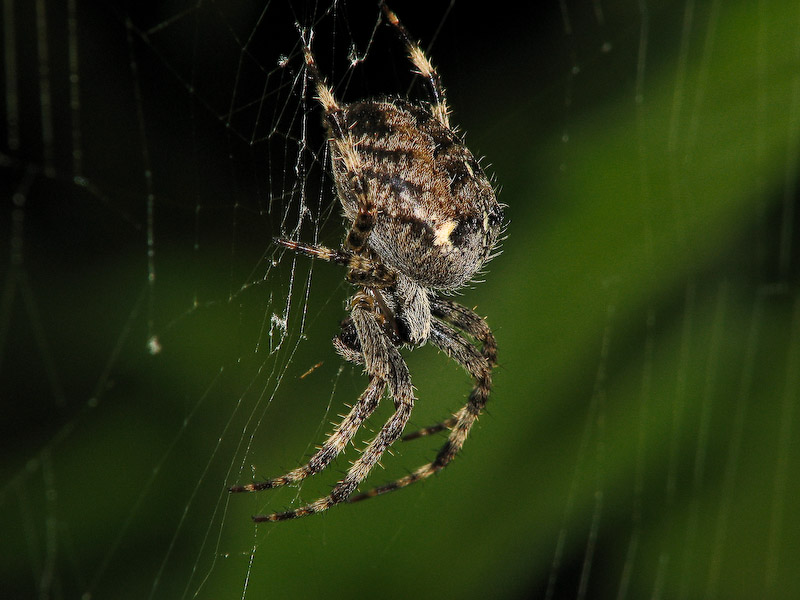 Garden Spider