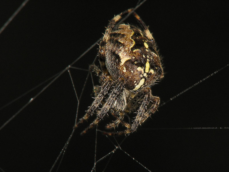 Garden Spider