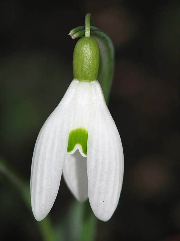 Snowdrop