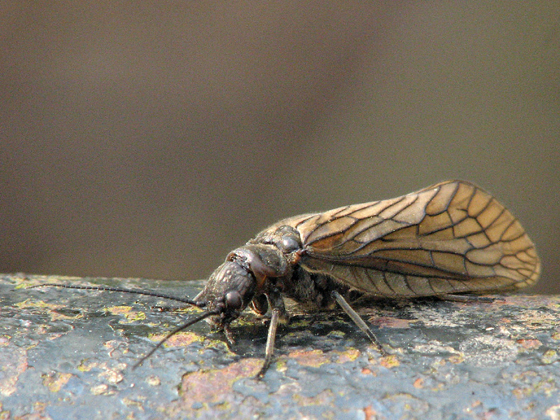 Alderfly