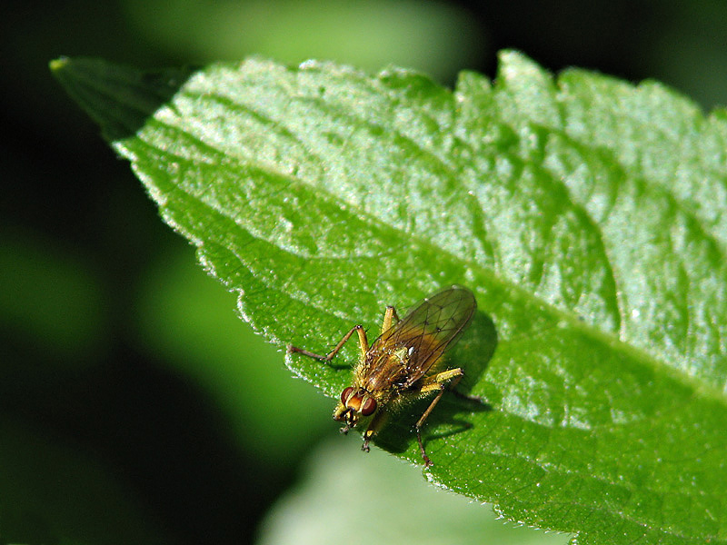 Fly