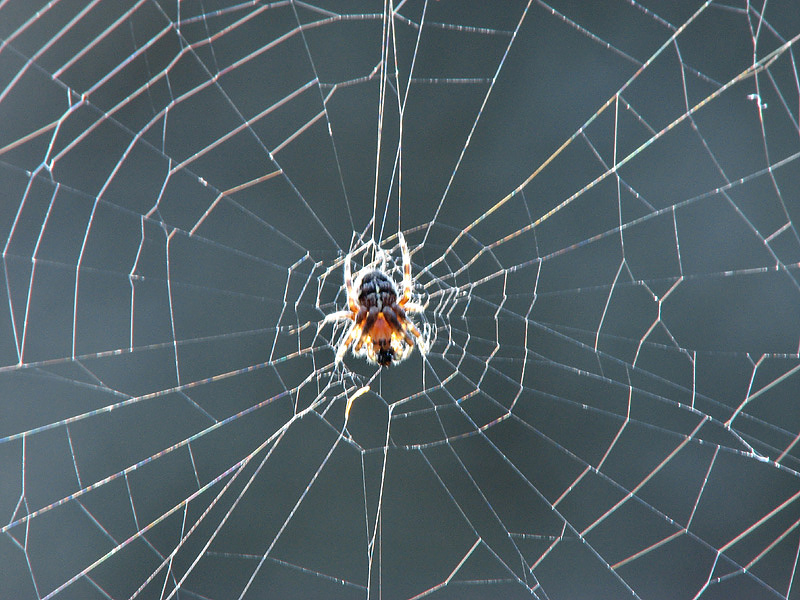 Spider's Web