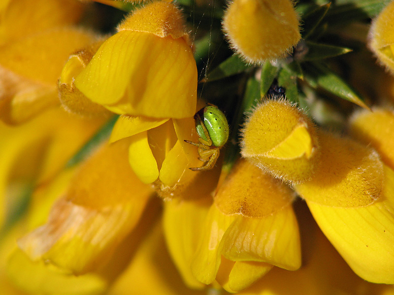Araniella Spider