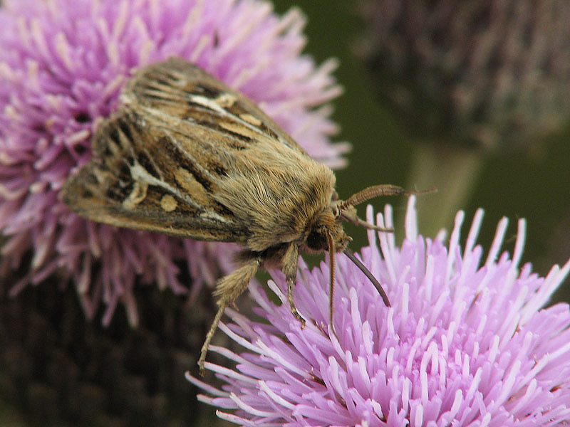 Moth