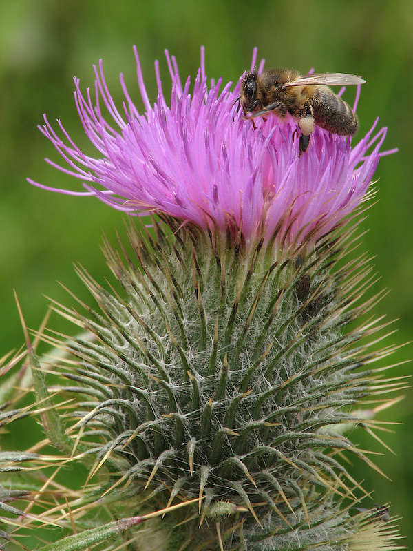 Bee