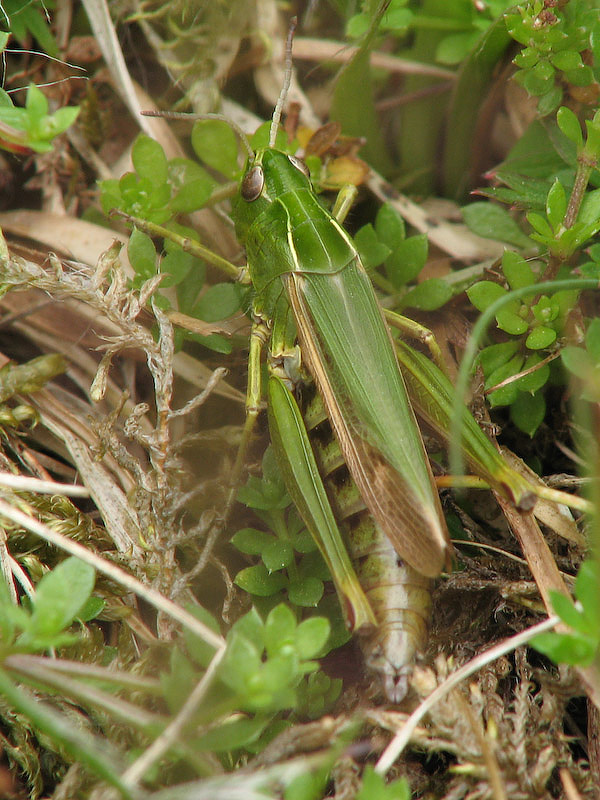 Grasshopper