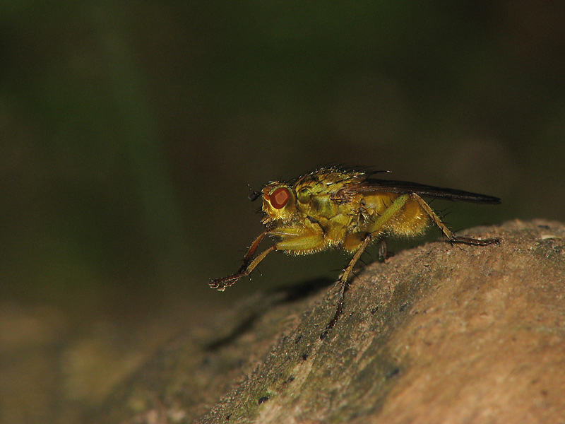 Fly