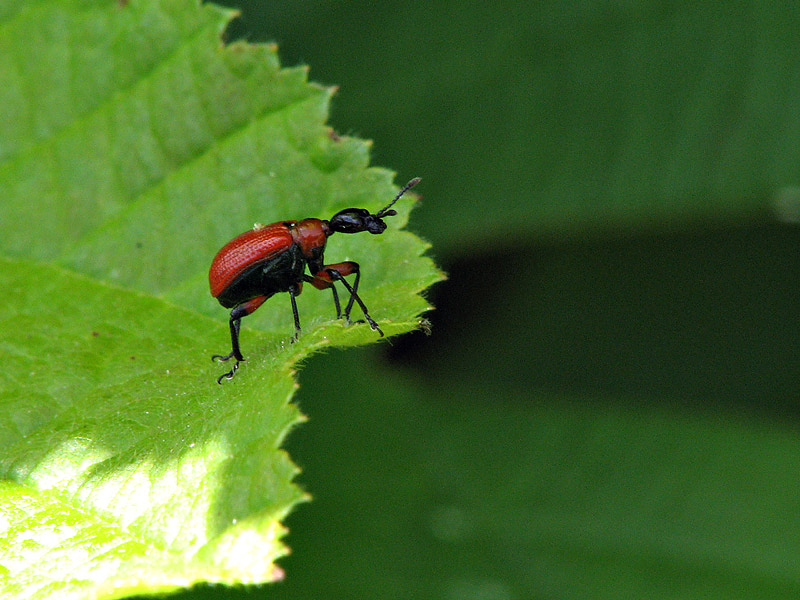 Lily Beetle