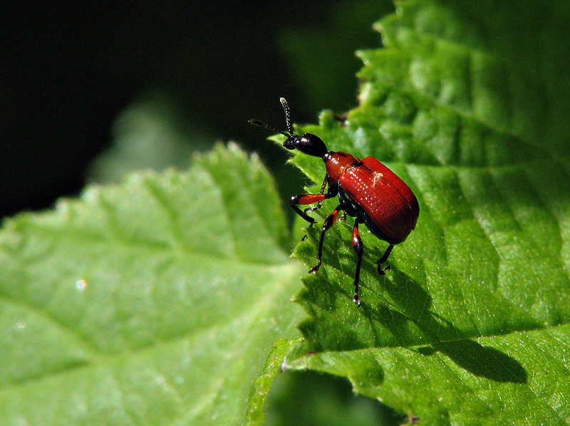 Lily Beetle