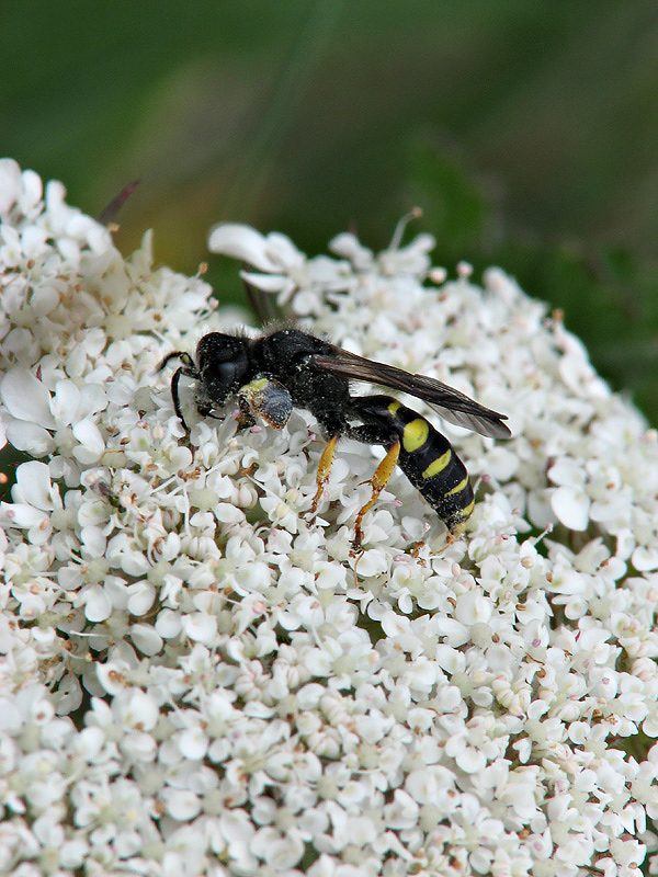 Wasp