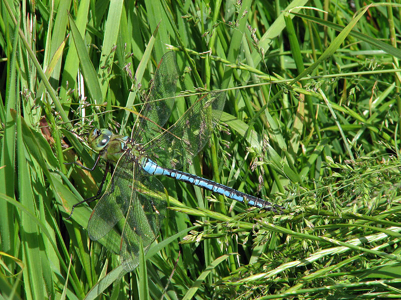 Dragonfly