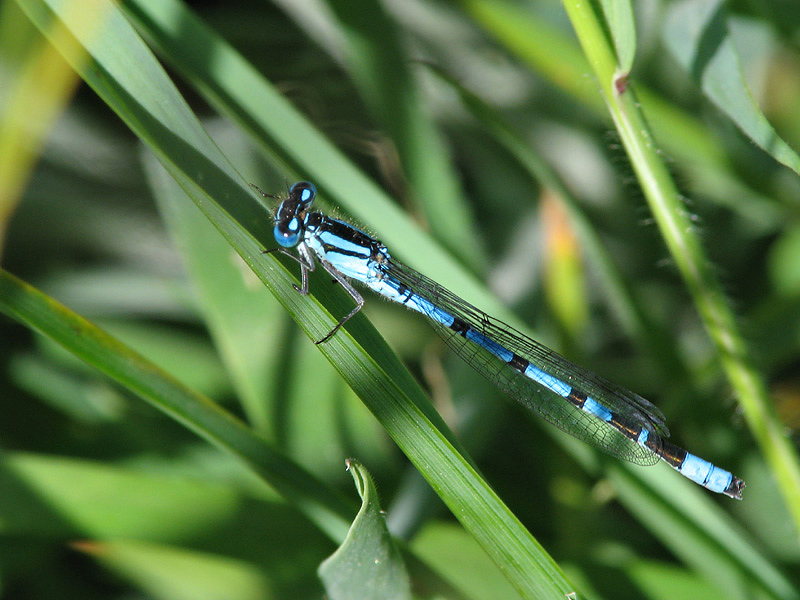 Blue Damselfly