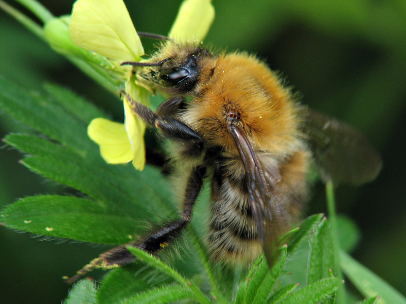 Bee