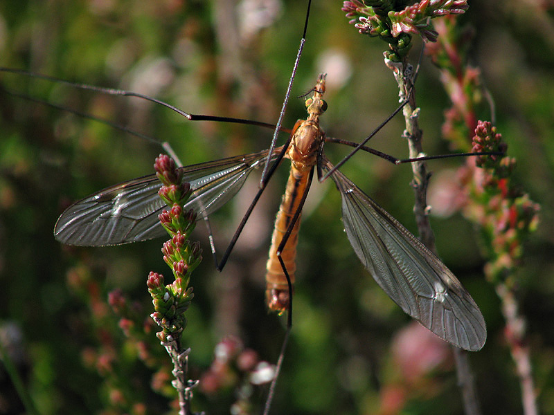 Cranefly