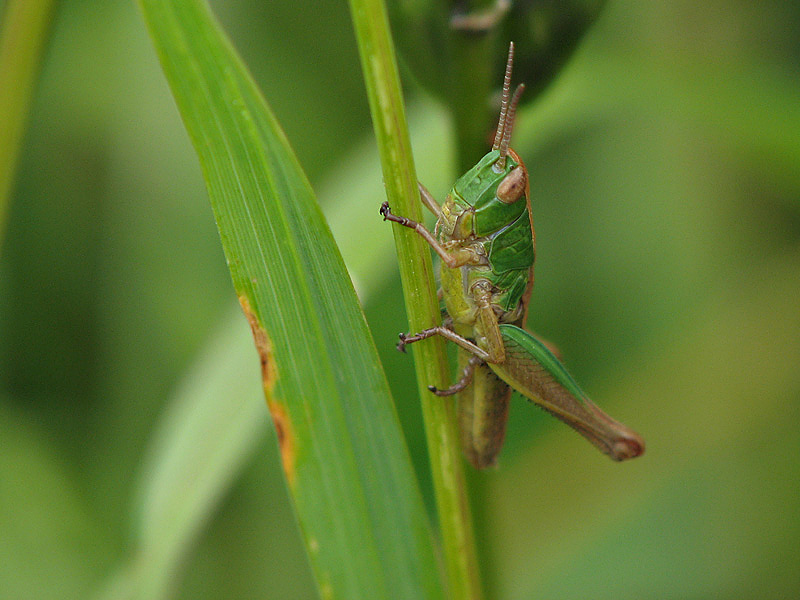 Grasshopper