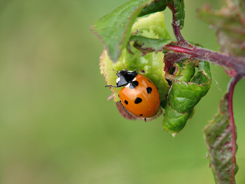 Ladybird
