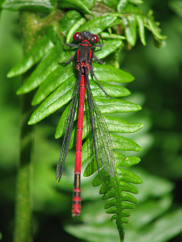 Large Red Damselfly