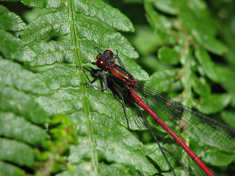 Large Red Damselfly