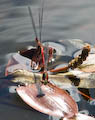 Large Red Damselflies Laying Eggs