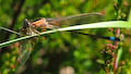 Blue-tailed Damselfly with Lunch